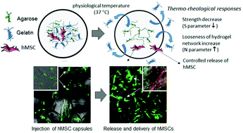 Graphical abstract: Thermo-rheological responsive microcapsules for time-dependent controlled release of human mesenchymal stromal cells