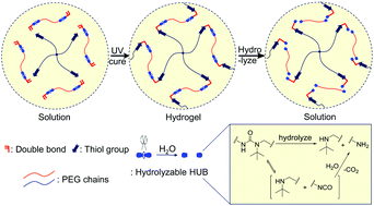 Graphical abstract: Degradable and biocompatible hydrogels bearing a hindered urea bond