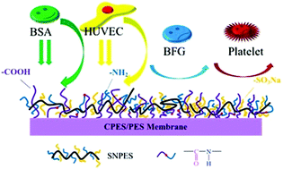 Graphical abstract: Introducing multiple bio-functional groups on the poly(ether sulfone) membrane substrate to fabricate an effective antithrombotic bio-interface