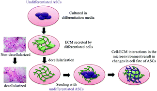 Graphical abstract: Recellularization of decellularized adipose tissue-derived stem cells: role of the cell-secreted extracellular matrix in cellular differentiation