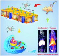 Graphical abstract: Targeted tumor SPECT/CT dual mode imaging using multifunctional RGD-modified low generation dendrimer-entrapped gold nanoparticles