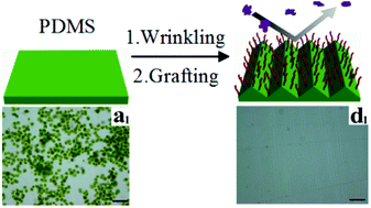 Graphical abstract: Polymer brushes on structural surfaces: a novel synergistic strategy for perfectly resisting algae settlement