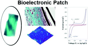 Graphical abstract: A flexible polyaniline-based bioelectronic patch