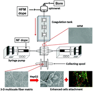 Graphical abstract: Three-dimensional multiscale fiber matrices: development and characterization for increased HepG2 functional maintenance for bio-artificial liver application