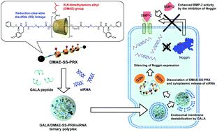 Graphical abstract: A silencing-mediated enhancement of osteogenic differentiation by supramolecular ternary siRNA polyplexes comprising biocleavable cationic polyrotaxanes and anionic fusogenic peptides