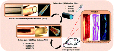 Graphical abstract: Gellan Gum-based luminal fillers for peripheral nerve regeneration: an in vivo study in the rat sciatic nerve repair model