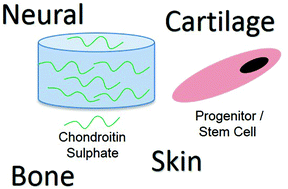 Graphical abstract: Harnessing chondroitin sulphate in composite scaffolds to direct progenitor and stem cell function for tissue repair