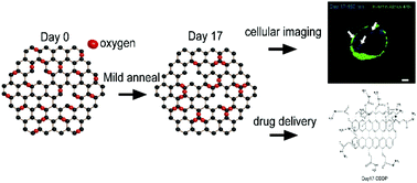 Graphical abstract: Simultaneous drug delivery and cellular imaging using graphene oxide