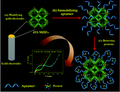 Graphical abstract: Pore modulation of zirconium–organic frameworks for high-efficiency detection of trace proteins