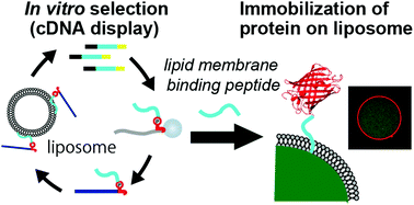 Graphical abstract: In vitro selection of random peptides against artificial lipid bilayers: a potential tool to immobilize molecules on membranes
