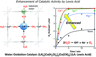 Graphical abstract: Photocatalytic water oxidation by persulphate with a Ca2+ ion-incorporated polymeric cobalt cyanide complex affording O2 with 200% quantum efficiency