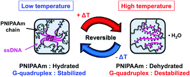 Graphical abstract: Reversible conformational changes in the parallel type G-quadruplex structure inside a thermoresponsive hydrogel