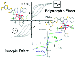 Graphical abstract: Isotopically enriched polymorphs of dysprosium single molecule magnets