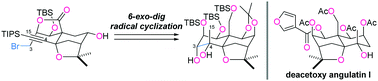 Graphical abstract: Construction of the septahydroxylated ABC-ring system of dihydro-β-agarofurans: application of 6-exo-dig radical cyclization