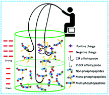 Graphical abstract: A combination strategy using two novel cerium-based nanocomposite affinity probes for the selective enrichment of mono- and multi-phosphopeptides in mass spectrometric analysis