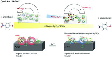 Graphical abstract: Interface modulation of bacteriogenic Ag/AgCl nanoparticles by boosting the catalytic activity for reduction reactions using Co2+ ions