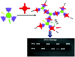 Graphical abstract: Efficient energy transfer between coronene-modified permethyl-β-cyclodextrins and porphyrin for light induced DNA cleavage