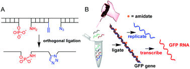 Graphical abstract: Single tube gene synthesis by phosphoramidate chemical ligation