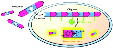 Graphical abstract: Intracellular synthesis of d-aminoluciferin for bioluminescence generation