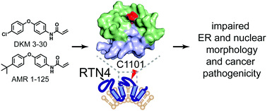 Graphical abstract: Chemoproteomics-enabled covalent ligand screen reveals a cysteine hotspot in reticulon 4 that impairs ER morphology and cancer pathogenicity