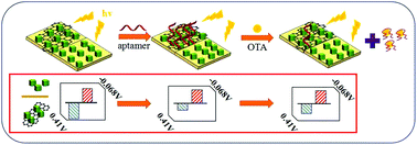 Graphical abstract: A potentiometric resolved ratiometric photoelectrochemical aptasensor