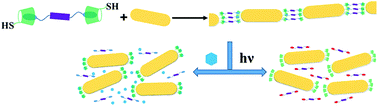 Graphical abstract: End-to-end assembly and disassembly of gold nanorods based on photo-responsive host–guest interaction