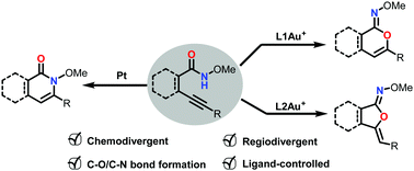 Graphical abstract: Access to divergent benzo-heterocycles via a catalyst-dependent strategy in the controllable cyclization of o-alkynyl-N-methoxyl-benzamides
