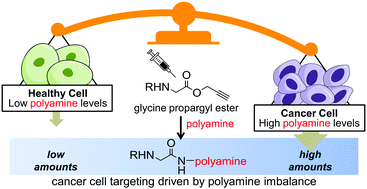 Graphical abstract: Cancer cell targeting driven by selective polyamine reactivity with glycine propargyl esters