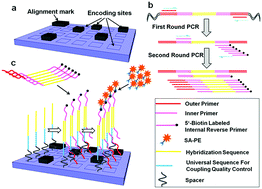 Graphical abstract: Digitally encoded silica microparticles for multiplexed nucleic acid detection