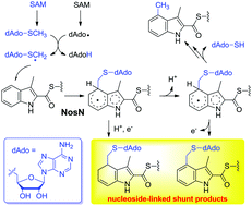 Graphical abstract: Nucleoside-linked shunt products in the reaction catalyzed by the class C radical S-adenosylmethionine methyltransferase NosN