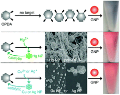 Graphical abstract: Analyte-triggered autocatalytic amplification combined with gold nanoparticle probes for colorimetric detection of heavy-metal ions