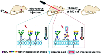 Graphical abstract: Targeted cancer imaging and photothermal therapy via monosaccharide-imprinted gold nanorods