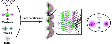 Graphical abstract: Hierarchical chirality transfer in the formation of chiral silica fibres with DNA–porphyrin co-templates