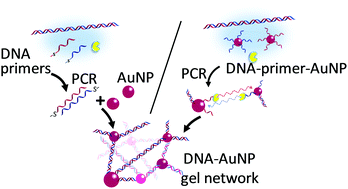 Graphical abstract: A DNA–gold nanoparticle hybrid hydrogel network prepared by enzymatic reaction