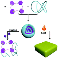 Graphical abstract: A hyaluronidase/temperature dual-responsive supramolecular assembly based on the anionic recognition of calixpyridinium