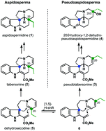 Graphical abstract: Total synthesis of (±)-20S-hydroxy-1,2-dehydro-pseudoaspidospermidine via a C–H activation/transannular cyclization strategy