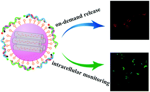 Graphical abstract: Monitoring of “on-demand” drug release using dual tumor marker mediated DNA-capped versatile mesoporous silica nanoparticles