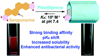 Graphical abstract: Highly efficient complexation of sanguinarine alkaloid by carboxylatopillar[6]arene: pKa shift, increased solubility and enhanced antibacterial activity