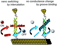Graphical abstract: Single-molecule conductance of DNA gated and ungated by DNA-binding molecules