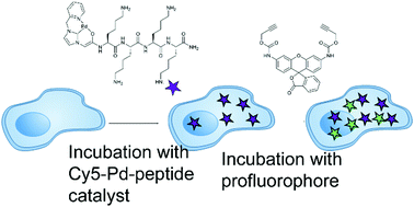 Graphical abstract: Intracellular delivery of a catalytic organometallic complex