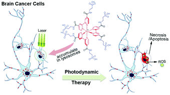 Graphical abstract: Taurine-modified Ru(ii)-complex targets cancerous brain cells for photodynamic therapy