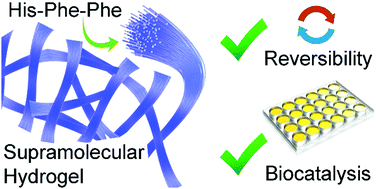 Graphical abstract: A biocatalytic and thermoreversible hydrogel from a histidine-containing tripeptide