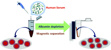 Graphical abstract: Albumin removal from human serum using surface nanopockets on silica-coated magnetic nanoparticles