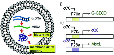Graphical abstract: Cell-sized mechanosensitive and biosensing compartment programmed with DNA