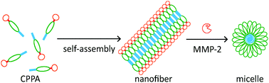 Graphical abstract: Enzymatic activation of cell-penetrating peptides in self-assembled nanostructures triggers fibre-to-micelle morphological transition