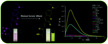 Graphical abstract: A fluorescence turn-on probe for human (bovine) serum albumin based on the hydrolysis of a dioxaborine group promoted by proteins