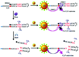 Graphical abstract: A single quantum dot-based nanosensor for the signal-on detection of DNA methyltransferase