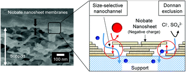 Graphical abstract: Niobate nanosheet membranes with enhanced stability for nanofiltration