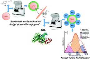 Graphical abstract: Solventless mechanochemical preparation of novel magnetic bioconjugates