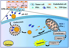 Graphical abstract: pH-Responsive de-PEGylated nanoparticles based on triphenylphosphine–quercetin self-assemblies for mitochondria-targeted cancer therapy